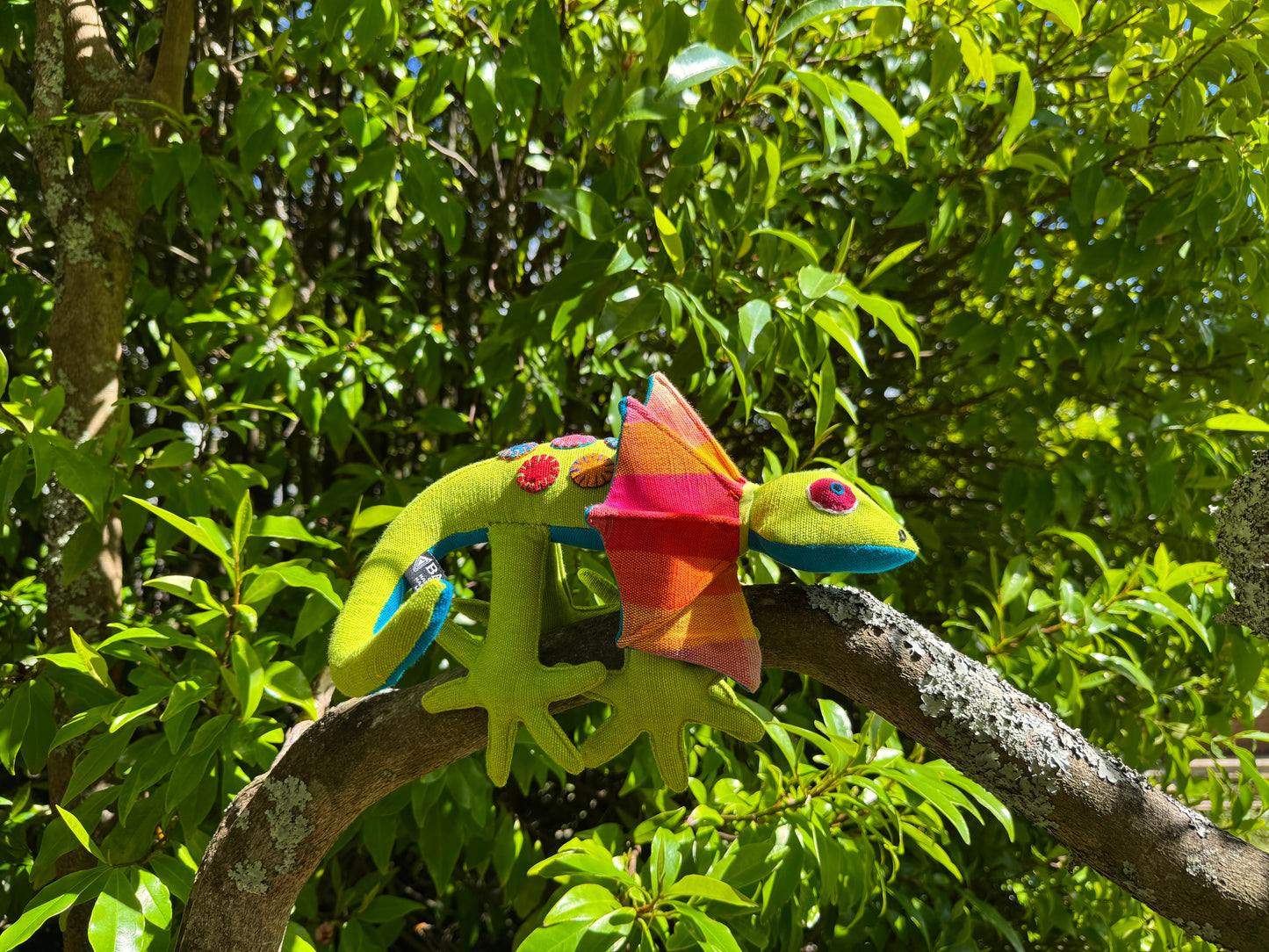 Laki the Frilled-Neck Lizard