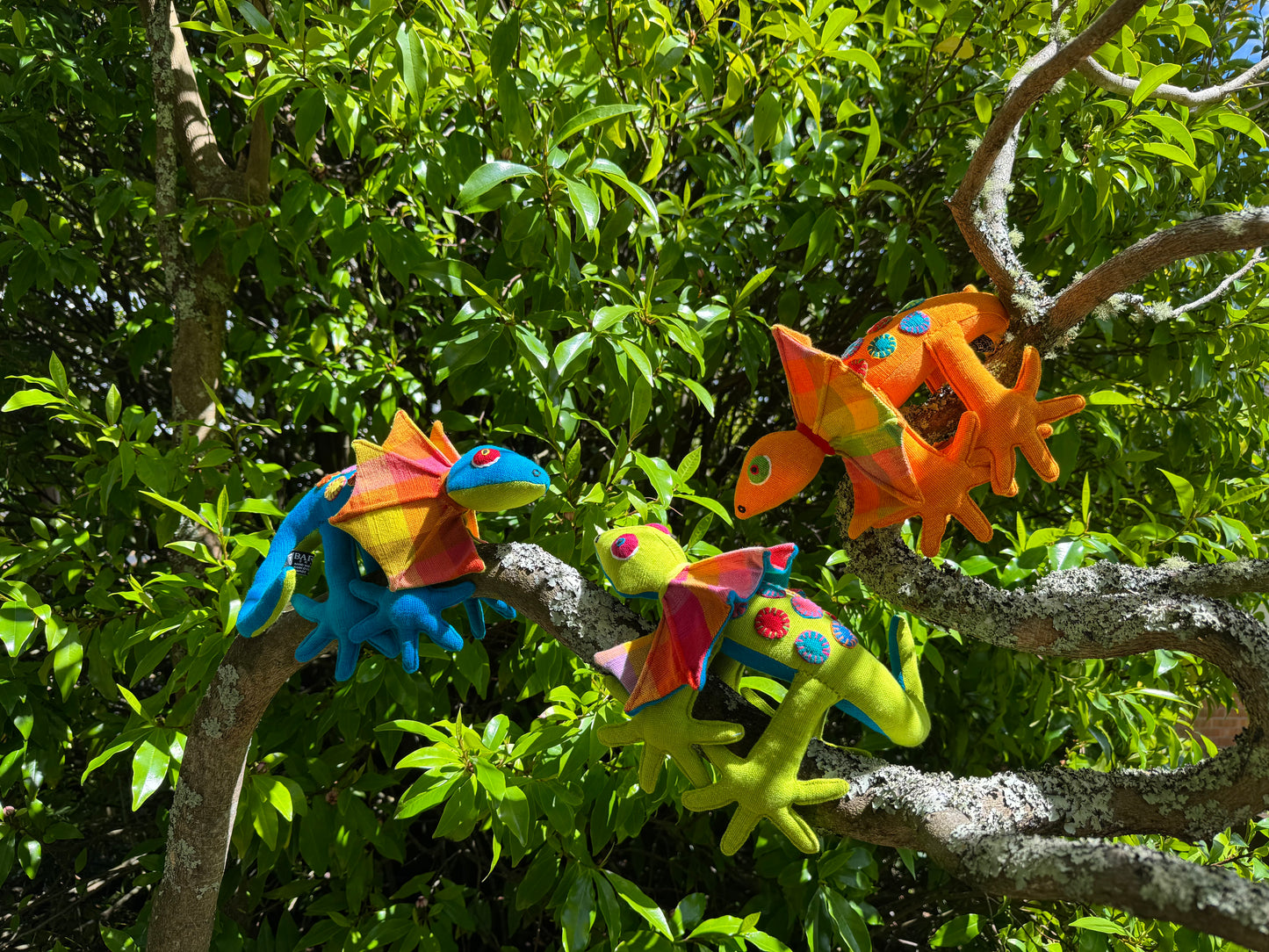 Laki the Frilled-Neck Lizard